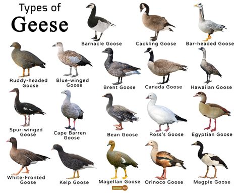 birds similar to canada goose
